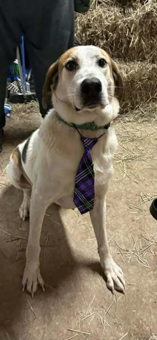 Tyson