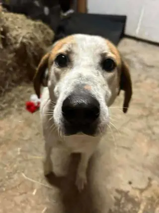Tyson