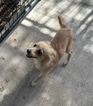 Neal