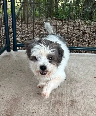 Louie