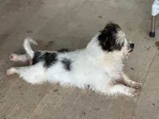Louie