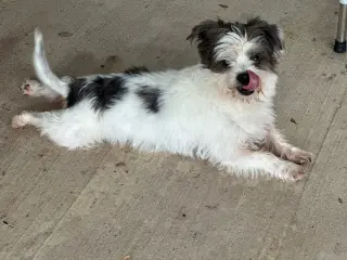 Louie