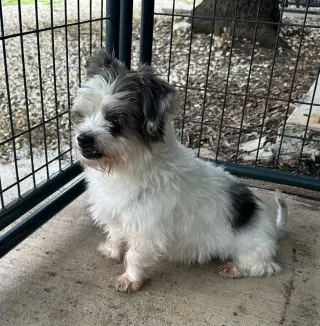 Louie