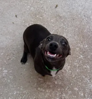 Frieda
