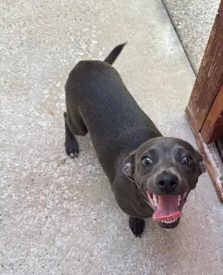 Frieda