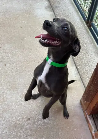 Frieda