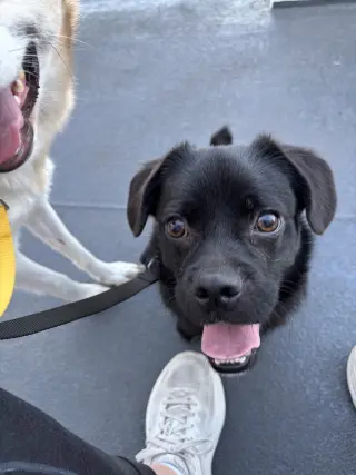 Pretzel