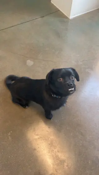 Pretzel