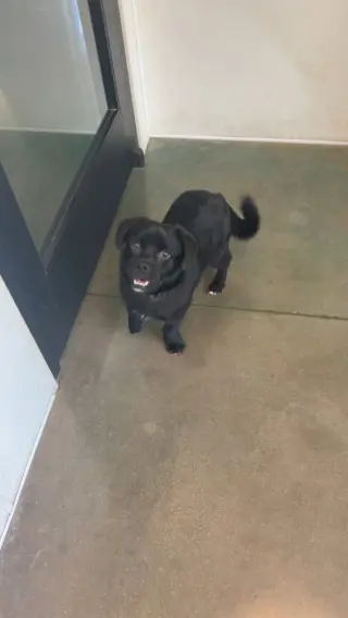 Pretzel