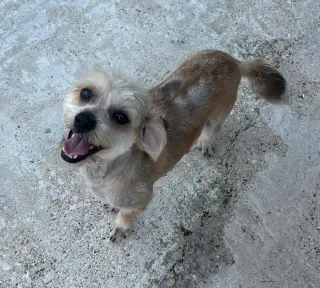 Milo