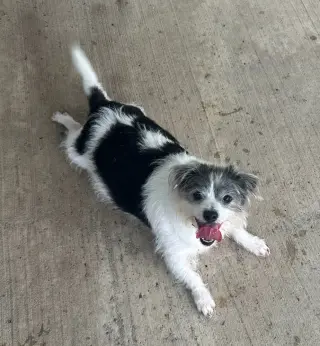 Gordita