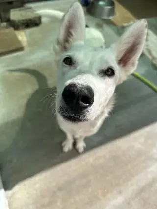 Carmen San Diego