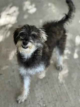 Ziggy