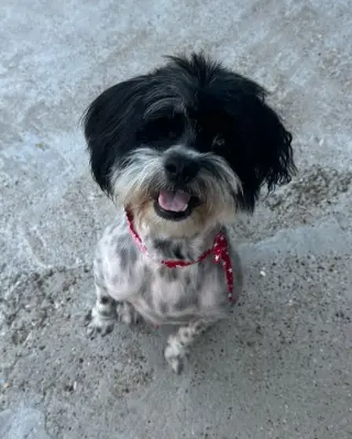 Whizzy