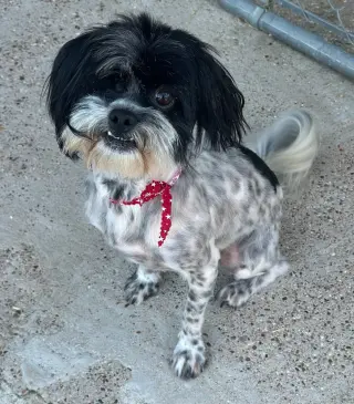 Whizzy