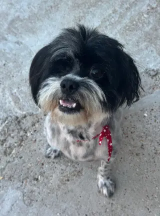 Whizzy