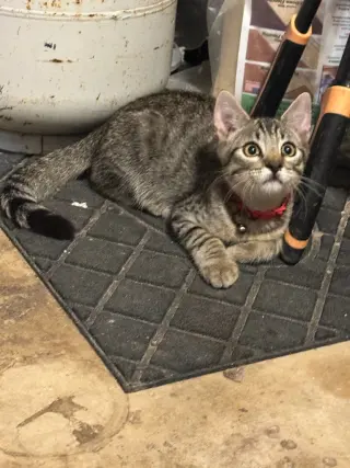 Finn