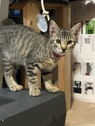 Finn