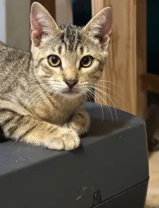 Ash