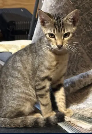 Ash