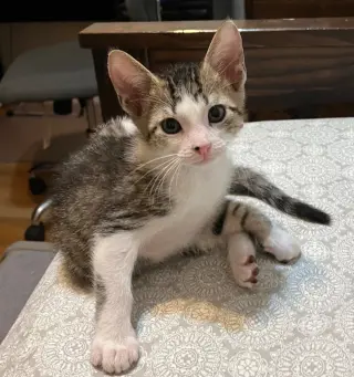 Jax