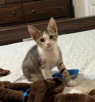 Jax