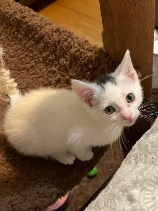 Molly