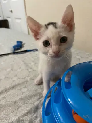 Molly