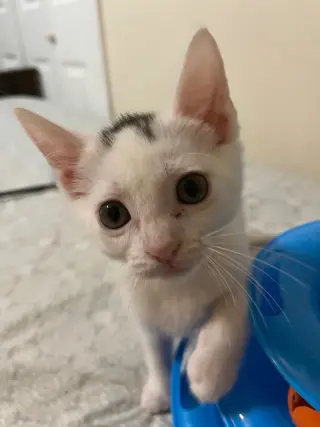 Molly