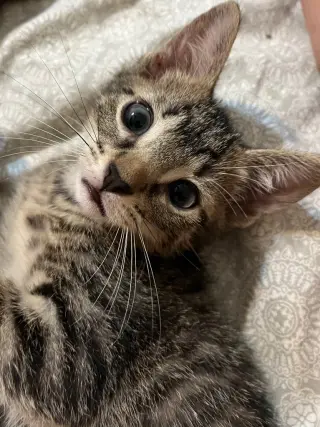 Leo
