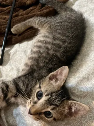 Leo