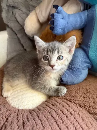 Sammy