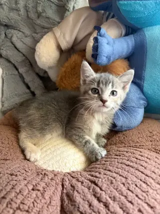 Sammy
