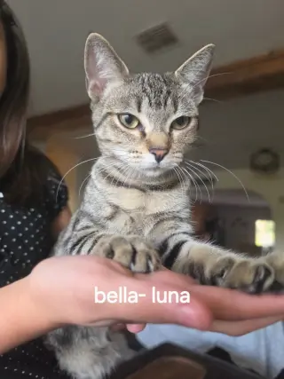 Bella-Luna
