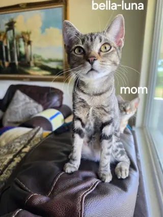 Bella-Luna