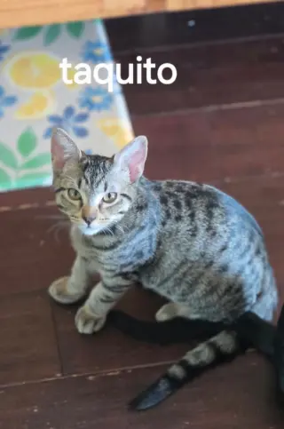 Taquito