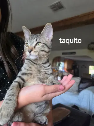 Taquito