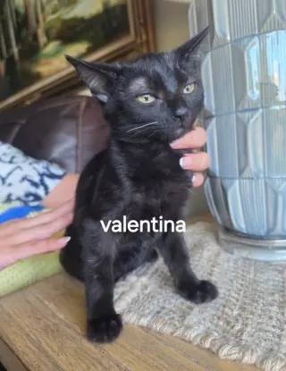 Valentina