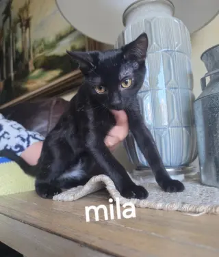 Mila