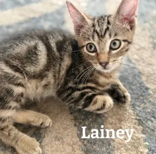 Lainey