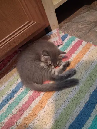 Kolache