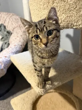 Nyx
