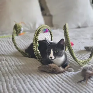Beans