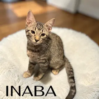 Inaba