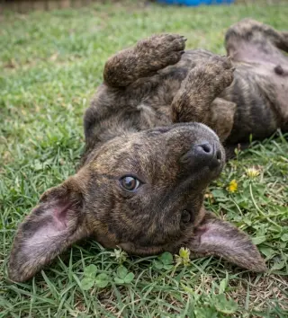 Andy - Sponsored- Reduced Adoption Fee