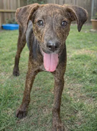 Andy - Sponsored- Reduced Adoption Fee