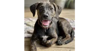 Addie - Sponsored - Reduced Adoption Fee