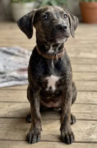 Addie - Sponsored - Reduced Adoption Fee