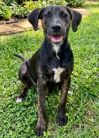 Addie - Sponsored - Reduced Adoption Fee