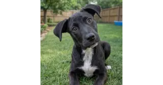 Ace - Sponsored Reduced Adoption Fee